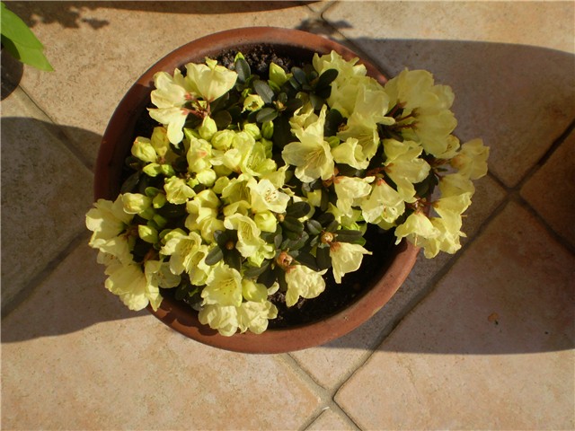 rododendron